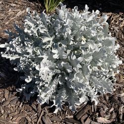 Centaurea Ragusina Silver Knapweed Snowflake Dusty Miller Low Water Plant, 1 Gal