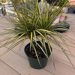 Dracaena Kiwi. Live Plant Comes in a 8” nursery pot. ☑️ profile for more 🪴