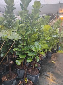 Lyrata trees Big Sale! 7gl $60