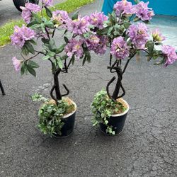 Two Pretty Plants, Indoor Or Outdoor