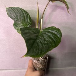 Philodendron Plowmanii ( Rare)