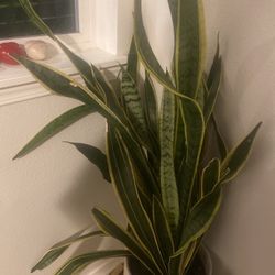 Large Snake Plant 