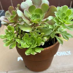 Planta