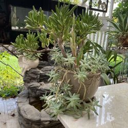 Succulent Arrangement 