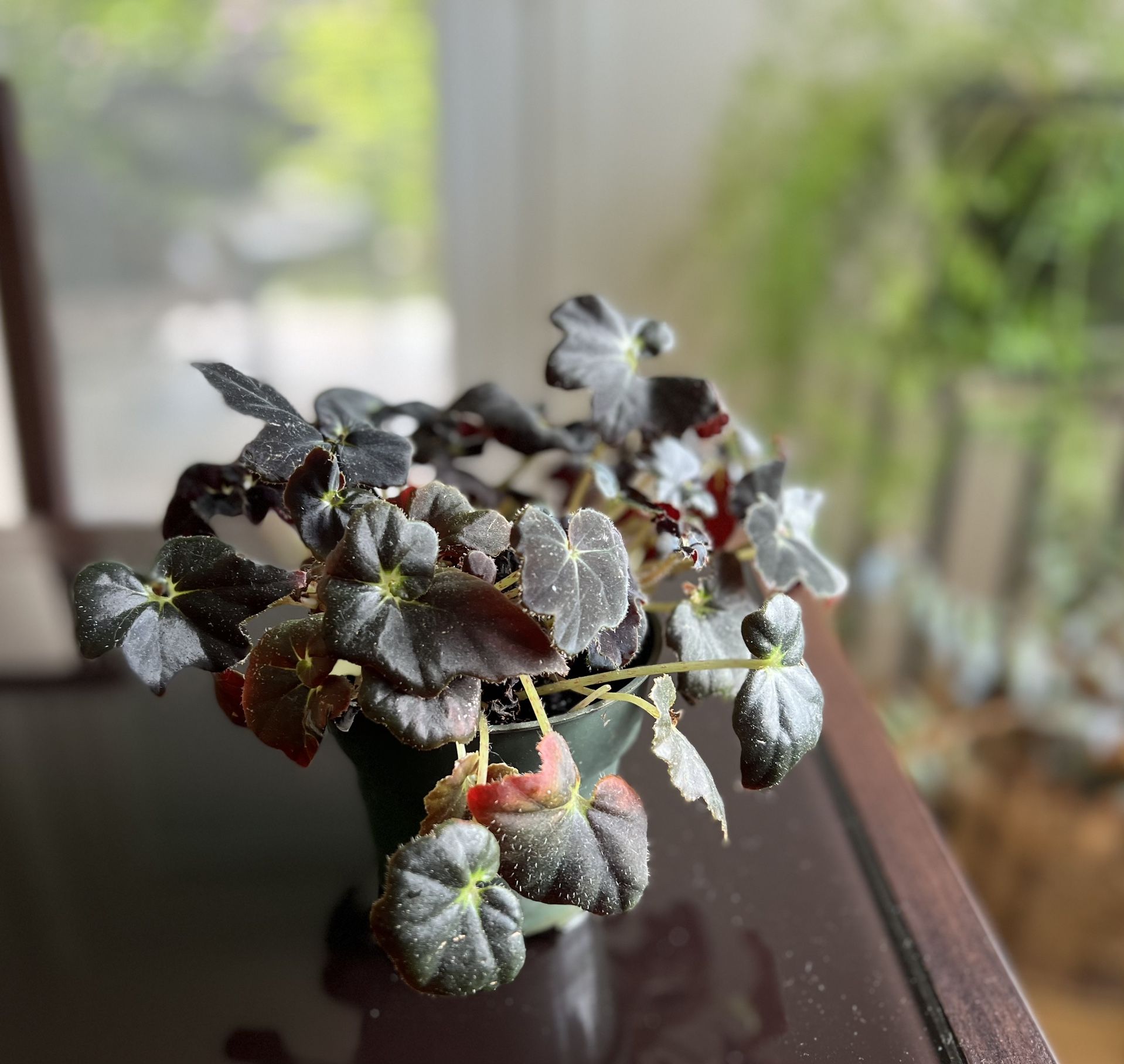 Begonia “Black Fancy”
