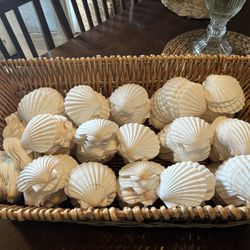 Natural Scallop Shells 