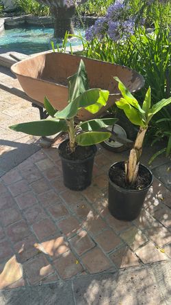 Dwarf Cavendish Banana
