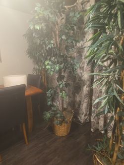 Silk Houseplant
