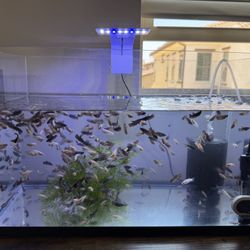 10 Gallon Fish Tank