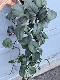 Scindapsus silver hero