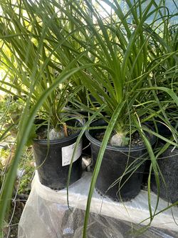 Elephant Foot Plants,  $20 each Pot 