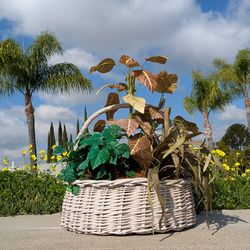 Beautiful GIANT BASKET With Artificial Plant