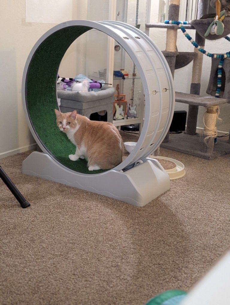 Cat Wheel - Cat Not Included