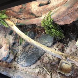 Custom 40g Agama Tank