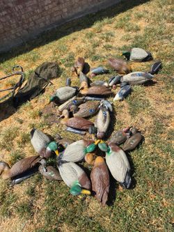 Lots of Duck decoys