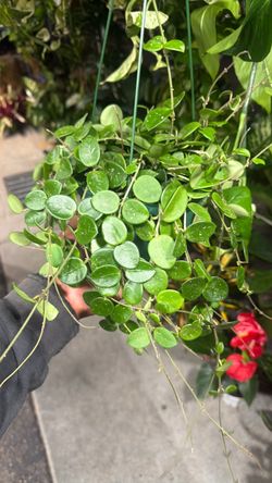 Hoya Matilda 6 inch pot hanging.