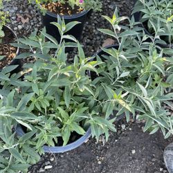 Purple Butterfly Bush 