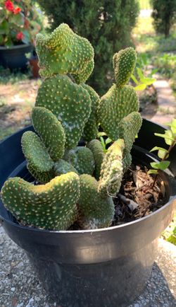 Cactus