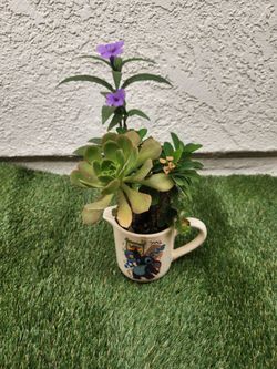 Planta.