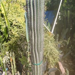 S A G U A R O Cactus Plant