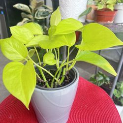 Neon Lemon Lime Pothos