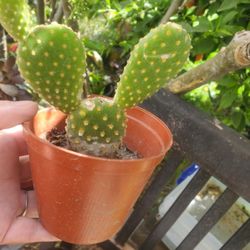 Bunny Ears Cactus 🌵 Plant 