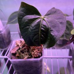 Anthurium Queen Of Hearts 