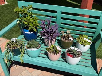 A Variety of Succulent Plants