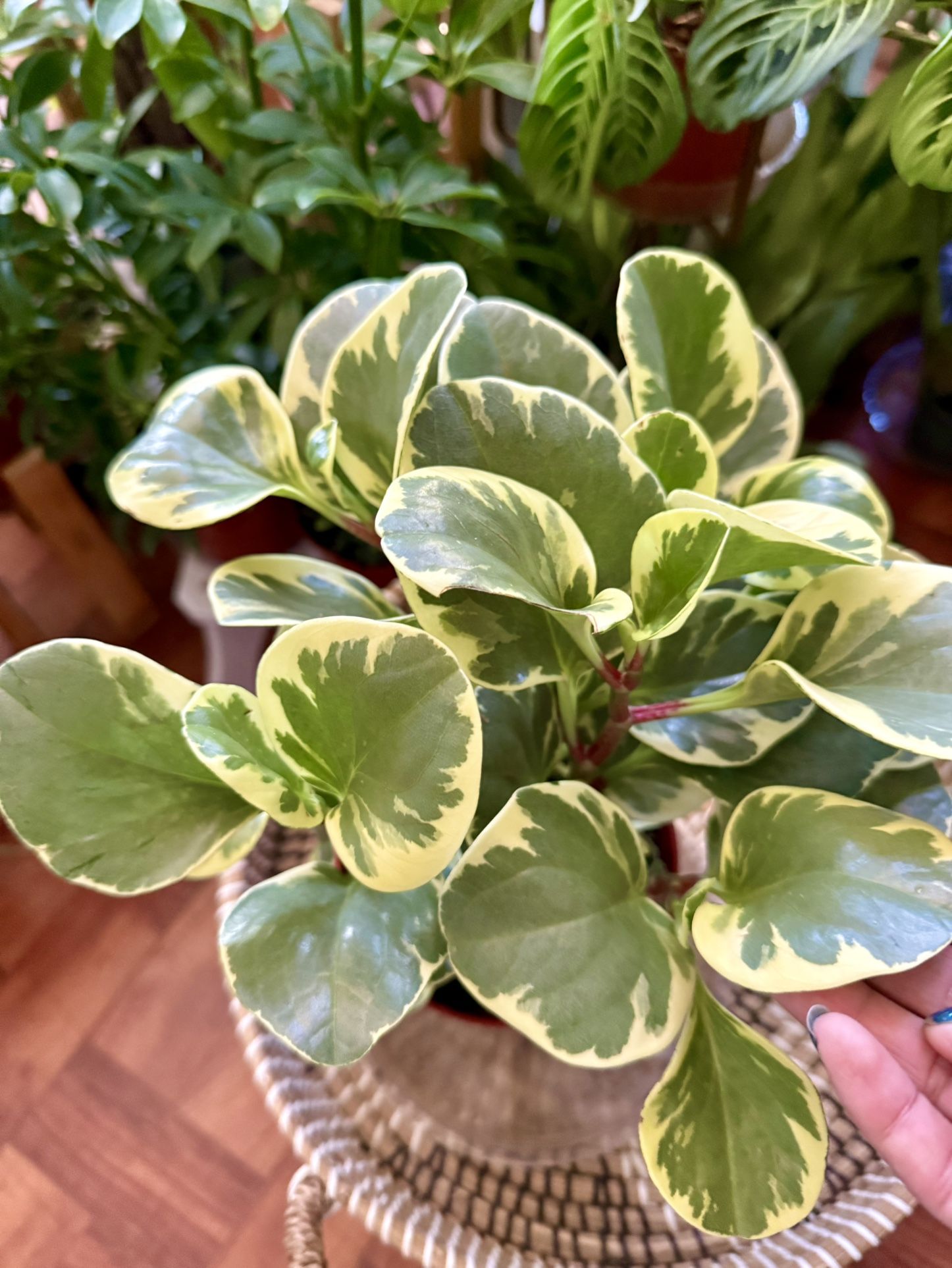 Beautiful Marble Pepromia♥️PLS READ DESCRIPTION