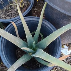 Aloevera   zavila Plants $5