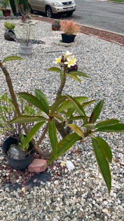 Plant Plumaria