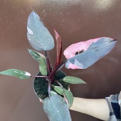 6” Pink Princess Philodendron
