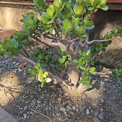 Plants 