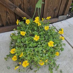 Purslane Beautiful And Healthy HANGING BASKETS PLANTS ARRIVED. $14 each
