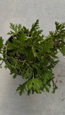 Cintrolella plant