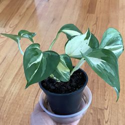 Manjula Pothos - 4” Pot