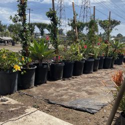 Plants!!