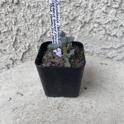 2 Inch Pot Succulent Plant - Deltoid Leaved Dewplant - Oscularia Deltoides - Rooted & Established - Drought Resistant 🪴 Perfect Baby & Wedding Shower