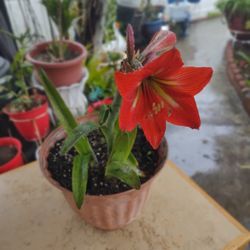 Amarillas Plant