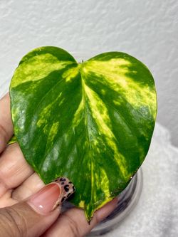 Jessenia Pothos Plant Cutting - $10
