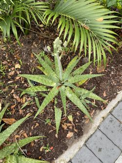Flowering Aloe Plant Pups