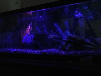 20gal fishtank