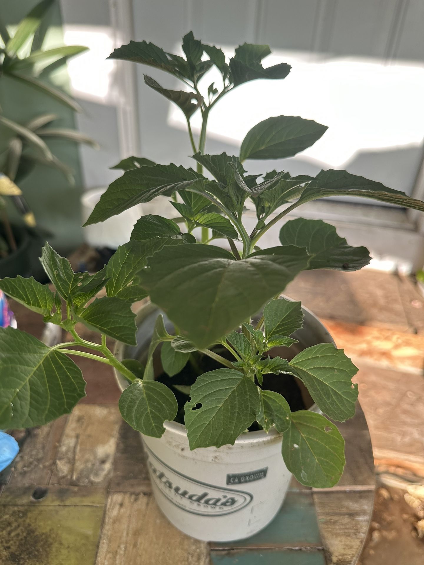 Tomatillo Plant