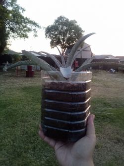 Rare Spotted Aloe Plant 🌵 Easy Care • Unique Look • Low Water
Aloe Exótico con Manchas 🌵