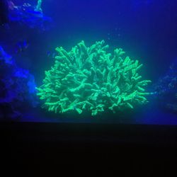 Hydrophona Acropora Frags 