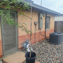 15 Gallon Mesquite Tree 