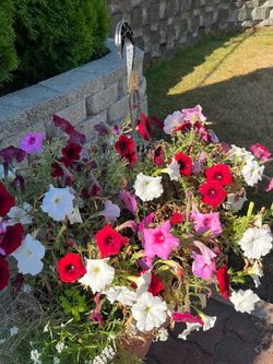 Petunias in Hanging Baskets