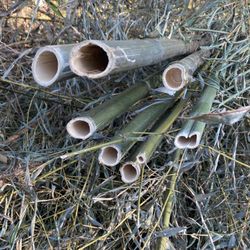 Bamboo 