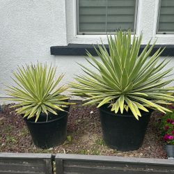 Plants With Pot