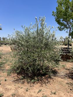 Stunning Multi Trunk Fruitless Olive Trees, 36 Inch Box